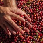Producción de café en Colombia alcanzó máximo histórico en julio