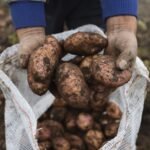 Paro en Boyacá impacta precio de papa y cebolla en Huila