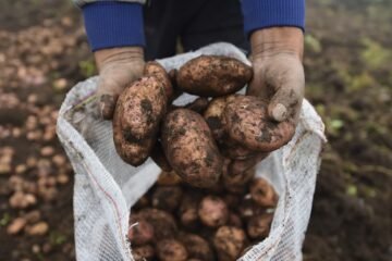 Paro en Boyacá impacta precio de papa y cebolla en Huila