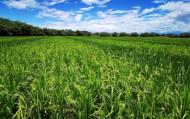 Gobierno activa plan de choque para la compra de arroz paddy