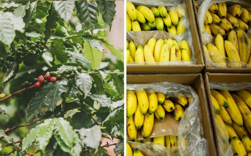 En 2025 las exportaciones agropecuarias tuvieron un crecimiento récord de 33,5 %