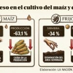 Siembra y producción de maíz y frijol han caído considerablemente en el Huila