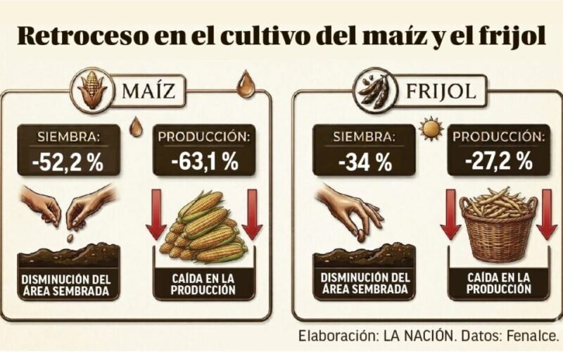 Siembra y producción de maíz y frijol han caído considerablemente en el Huila