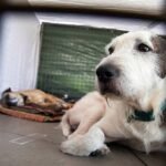 Hallan al menos 117 perros muertos en un refugio «sin sacrificio» de California