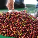 Momento amargo del café golpea las exportaciones del Huila