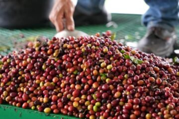 Momento amargo del café golpea las exportaciones del Huila