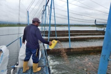 Así se alistan los piscicultores para “El Niño”