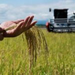 Arroceros hacen “llamado urgente” a MinAgricultura