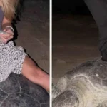 Ola de indignación en redes por un vídeo de dos turistas cabalgando a lomos de tortugas marinas